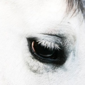 CREEPOID - Horse Heaven