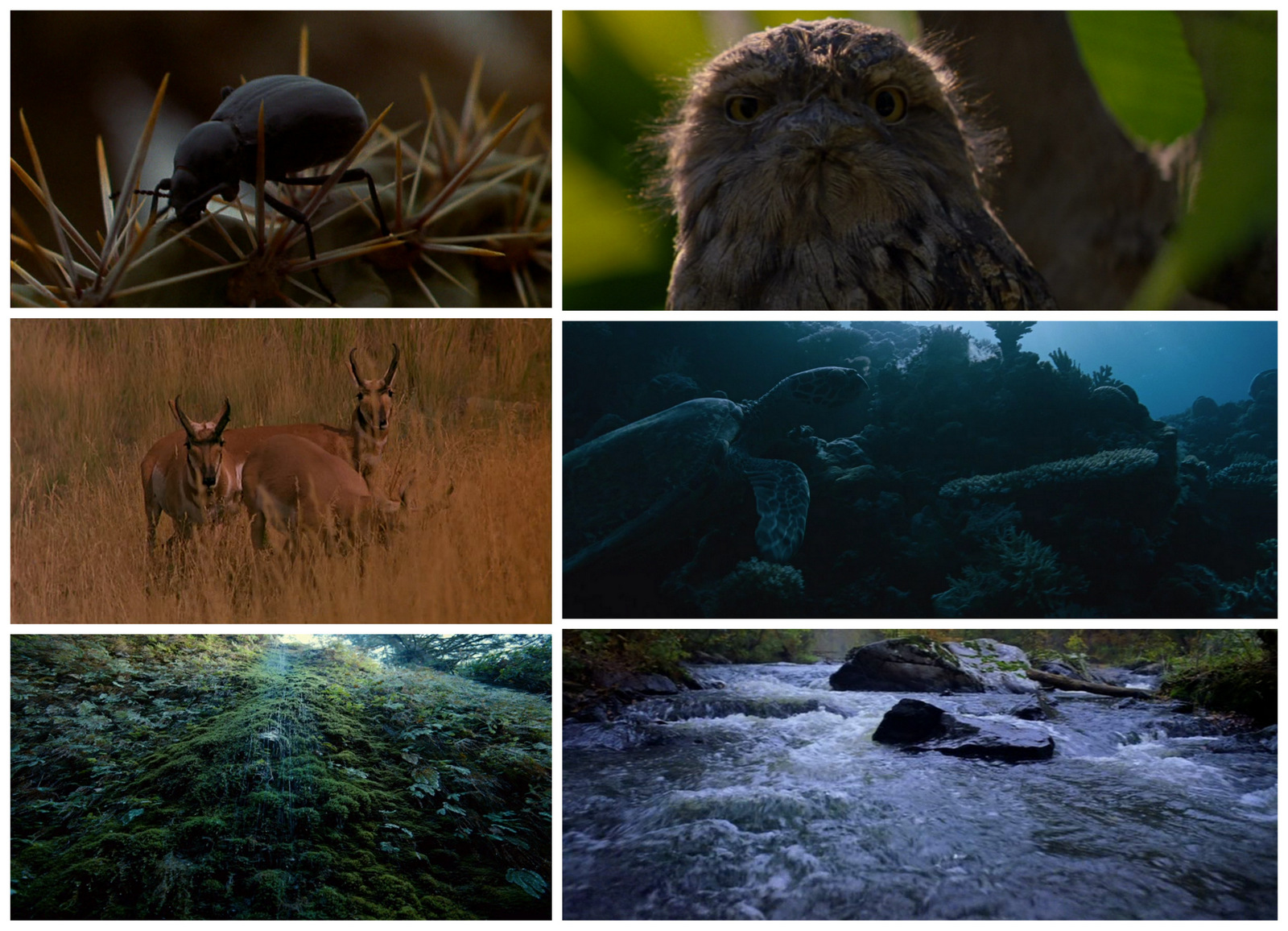 Récurrence de la nature sans présence humaine. De haut en bas et de gauche à droite : la Balade sauvage, la Ligne rouge, les Moissons du ciel, A la Merveille, the Tree of Life, le Nouveau monde.