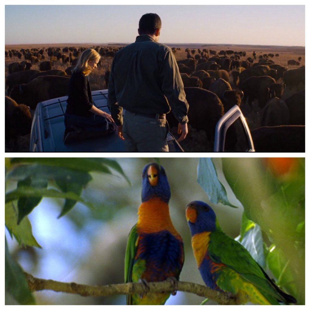 Qu'ils partagent ou non le plan, les animaux et les humains ne communiquent jamais. Ils restent indifférents au sort des uns et des autres.